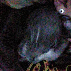 Meet your Posher, Kayli